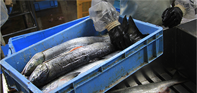 水産加工業の製造業コンサル事例